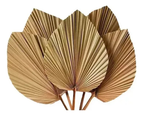 Hoja De Palma Seca Forma De Corazón Tropical Natural Deco Beige