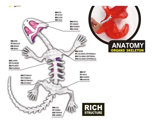 Juego De Salamandra Educativo Kit De Ciencias Para Niños — foto 2