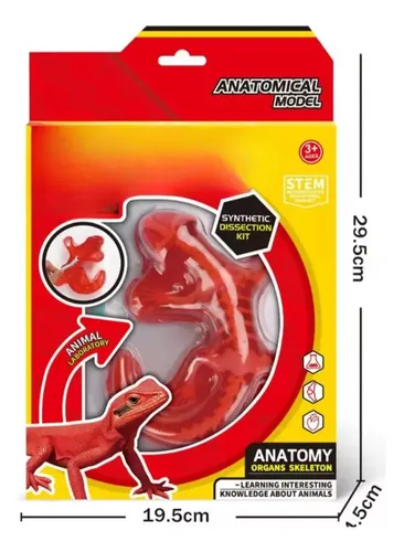 Juego De Salamandra Educativo Kit De Ciencias Para Niños — foto 3