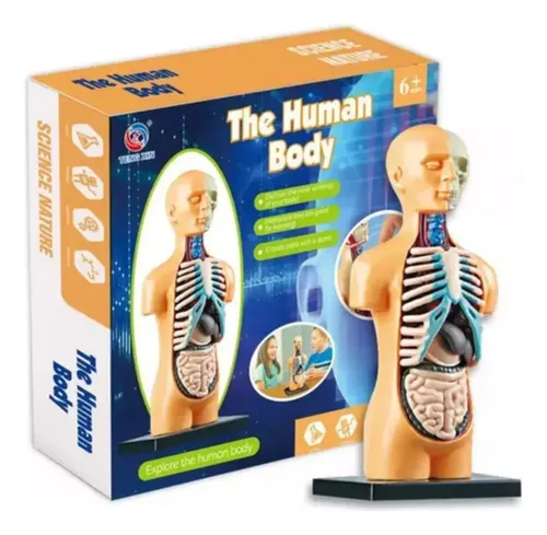 Juguete Cuerpo Humano Torso Medicina Aprendizaje Montessori