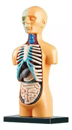 Juguete Cuerpo Humano Torso Medicina Aprendizaje Montessori — foto 2