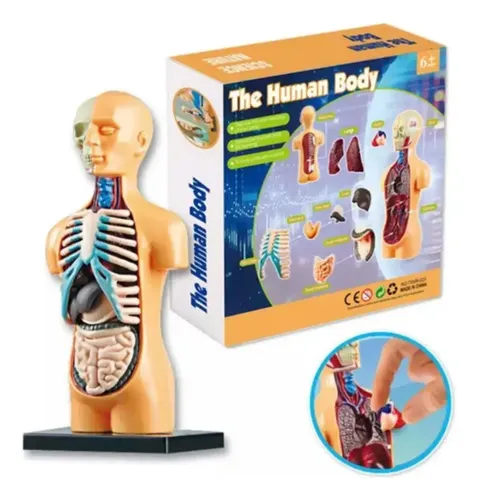 Juguete Cuerpo Humano Torso Medicina Aprendizaje Montessori — foto 3
