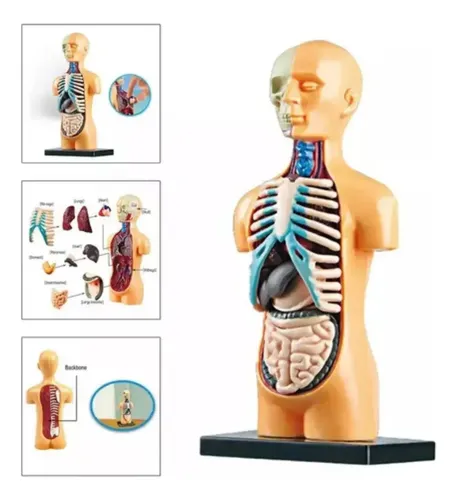 Juguete Cuerpo Humano Torso Medicina Aprendizaje Montessori — foto 4