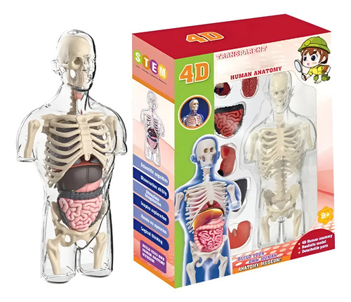 Kit De Anatomía Infantil Cuerpo Humano Para Montar