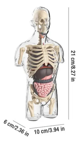 Kit De Anatomía Infantil Cuerpo Humano Para Montar — foto 2