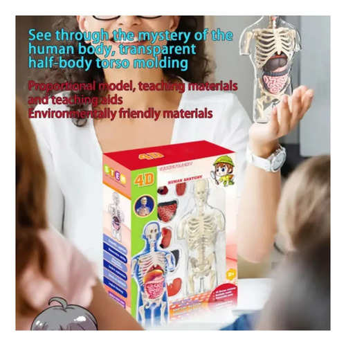 Kit De Anatomía Infantil Cuerpo Humano Para Montar — foto 3