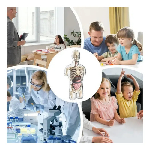 Kit De Anatomía Infantil Cuerpo Humano Para Montar — foto 4