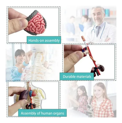 Kit De Anatomía Infantil Cuerpo Humano Para Montar — foto 5
