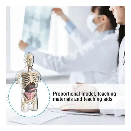 Kit De Anatomía Infantil Cuerpo Humano Para Montar — foto 6