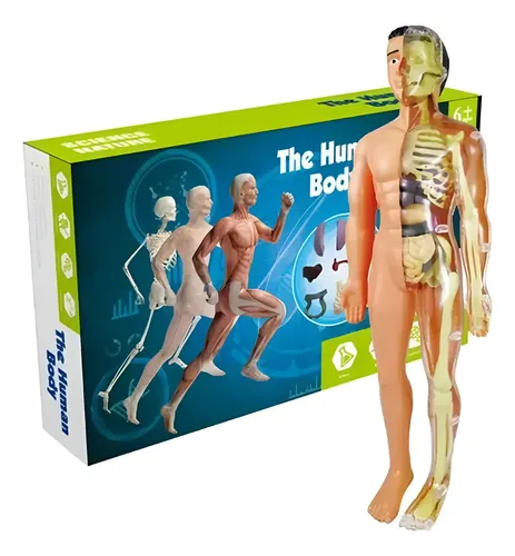 Modelo Anatómico Cuerpo Humano 28cm Extraíbles Esqueleto