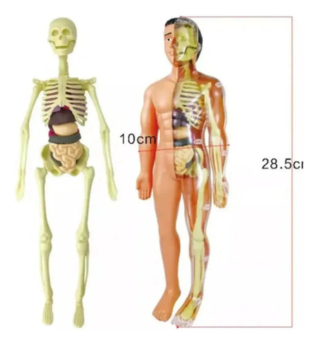 Modelo Anatómico Cuerpo Humano 28cm Extraíbles Esqueleto — foto 2