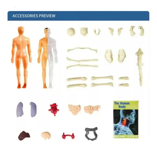 Modelo Anatómico Cuerpo Humano 28cm Extraíbles Esqueleto — foto 3