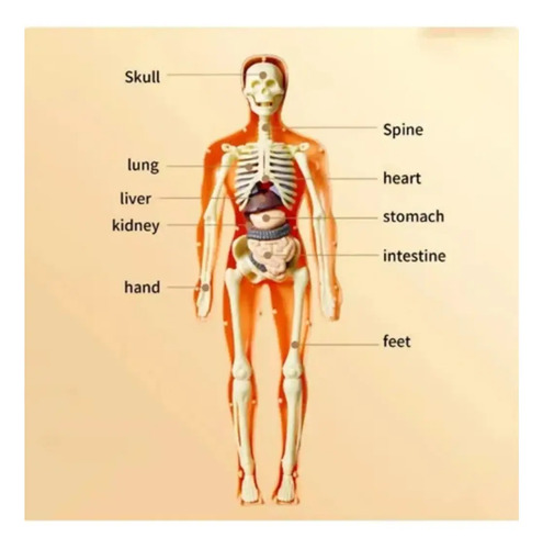Modelo Anatómico Cuerpo Humano 28cm Extraíbles Esqueleto — foto 4