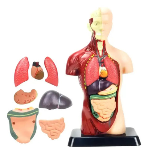 Modelo Anatómico Torso Humano Realista 24cms Piezas Móviles — foto 2