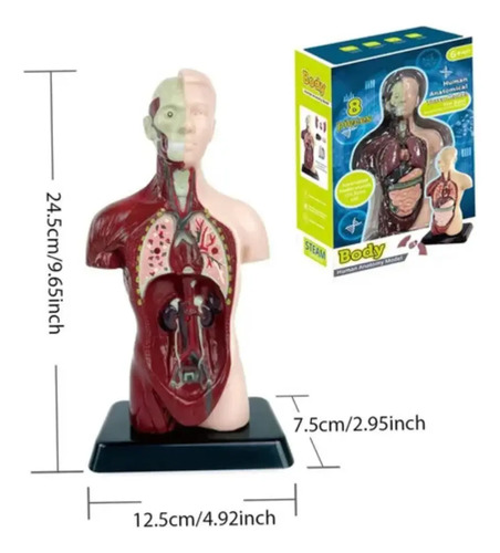 Modelo Anatómico Torso Humano Realista 24cms Piezas Móviles — foto 3