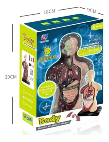 Modelo Anatómico Torso Humano Realista 24cms Piezas Móviles — foto 4