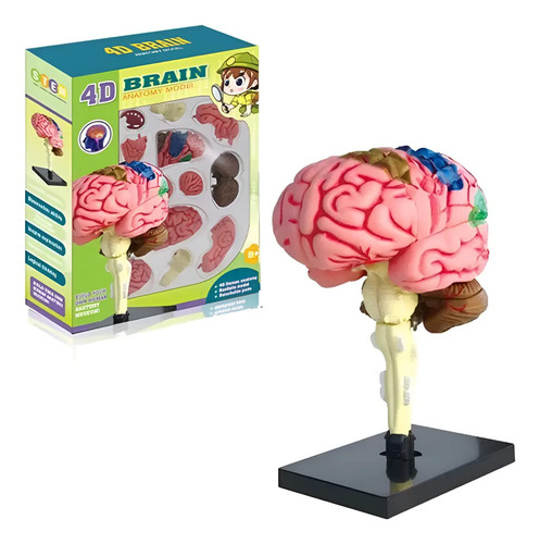 Modelo Cerebro Humano Extraíble Anatomía Cerebral