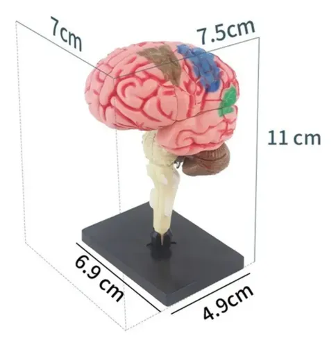 Modelo Cerebro Humano Extraíble Anatomía Cerebral — foto 2