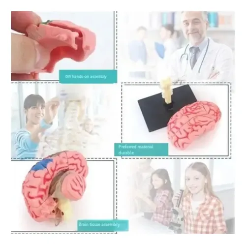 Modelo Cerebro Humano Extraíble Anatomía Cerebral — foto 3