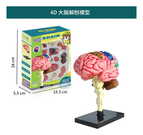 Modelo Cerebro Humano Extraíble Anatomía Cerebral — foto 4