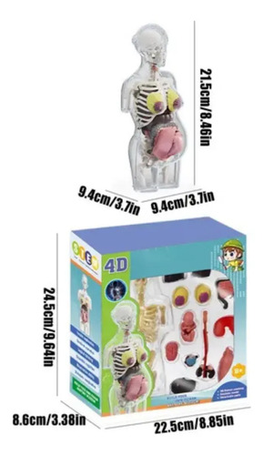 Modelo Cuerpo Humano Embarazada Piezas Extraíbles — foto 3