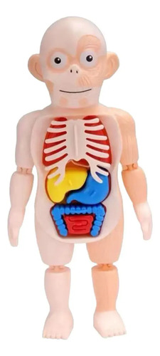 Modelo Cuerpo Humano Órganos Extraíbles 23cm