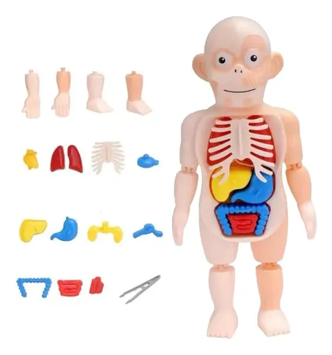 Modelo Cuerpo Humano Órganos Extraíbles 23cm — foto 2
