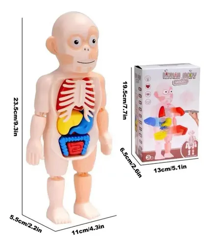 Modelo Cuerpo Humano Órganos Extraíbles 23cm — foto 3