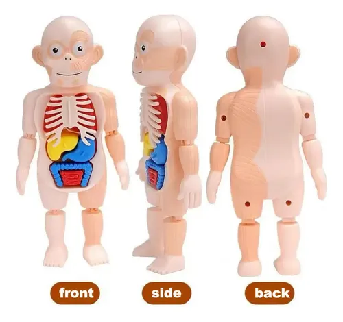 Modelo Cuerpo Humano Órganos Extraíbles 23cm — foto 4