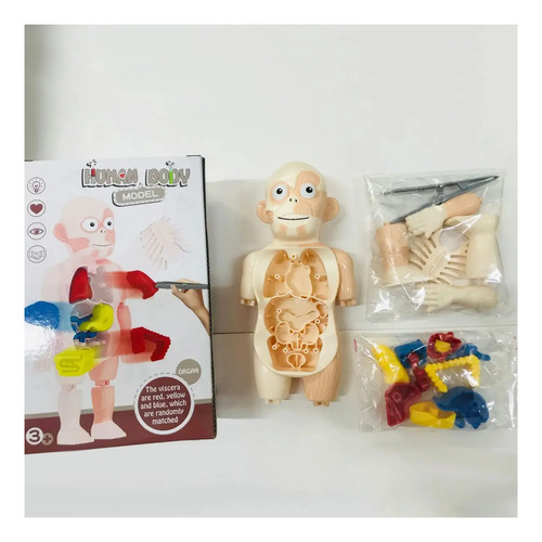 Modelo Cuerpo Humano Órganos Extraíbles 23cm — foto 5