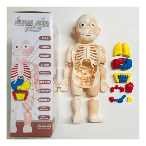 Modelo Cuerpo Humano Órganos Extraíbles 23cm — foto 6
