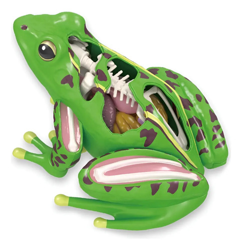 Modelo De Anatomía De Rana En 4d Órganos De Rana Desmontable