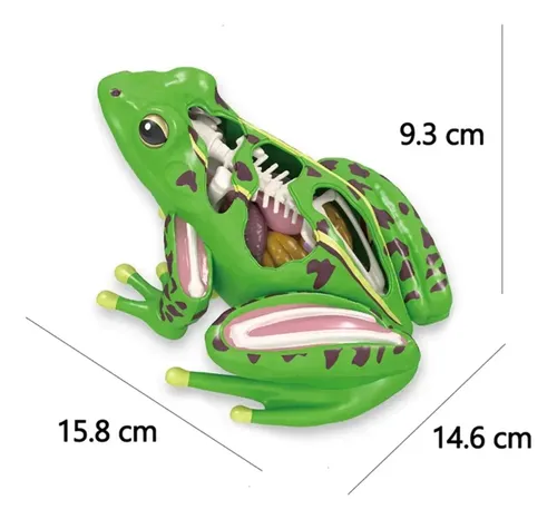 Modelo De Anatomía De Rana En 4d Órganos De Rana Desmontable — foto 2
