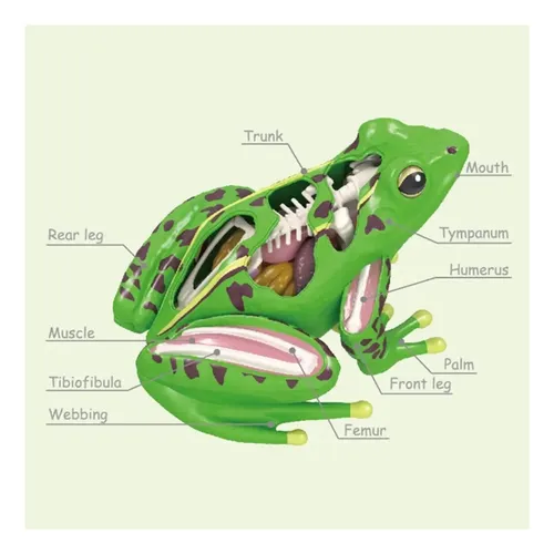 Modelo De Anatomía De Rana En 4d Órganos De Rana Desmontable — foto 3