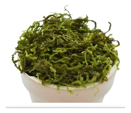 Pack 5 Musgo Artesanal Falso Musgo Verde, Artificial Plantas
