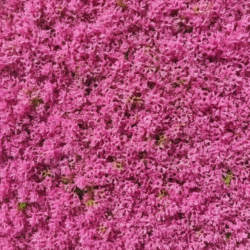 Palmeta Artificial 50x50 Cm Panel Decorativa Rosa — foto 2