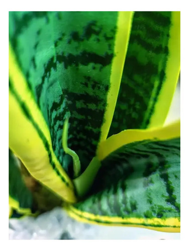 Planta Artificial Lengua De Suegra Sansevieria Trifasciata Amarillo — foto 2