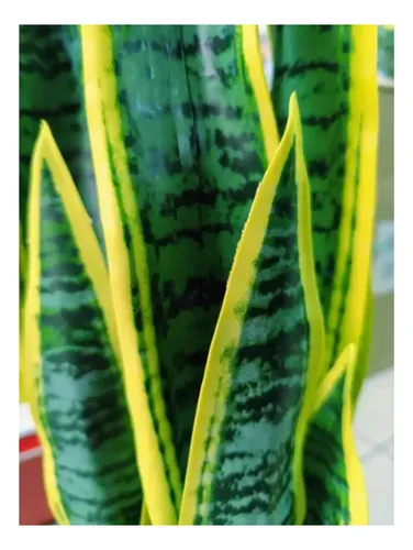 Planta Artificial Lengua De Suegra Sansevieria Trifasciata Amarillo — foto 3