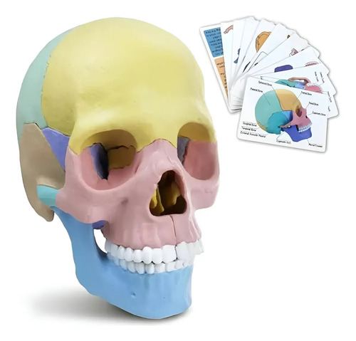 Rompecabezas 3d Modelo Anatómico Del Cráneo Humano