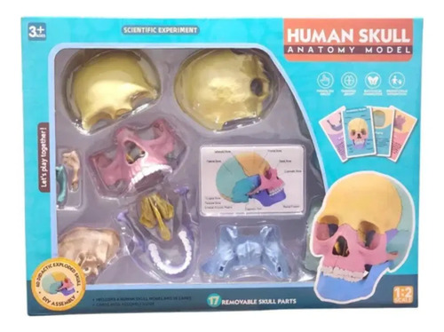 Rompecabezas 3d Modelo Anatómico Del Cráneo Humano — foto 2