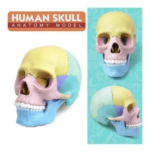 Rompecabezas 3d Modelo Anatómico Del Cráneo Humano — foto 5