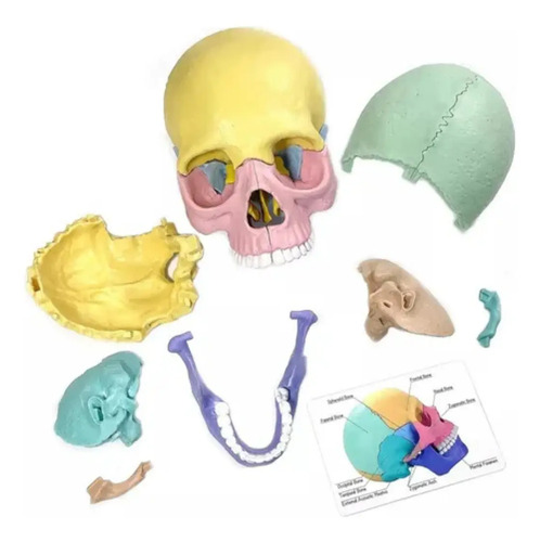 Rompecabezas 3d Modelo Anatómico Del Cráneo Humano — foto 7