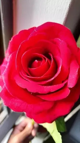 Rosas Artificiales Realistas Set 5 Varas Individuales — foto 5